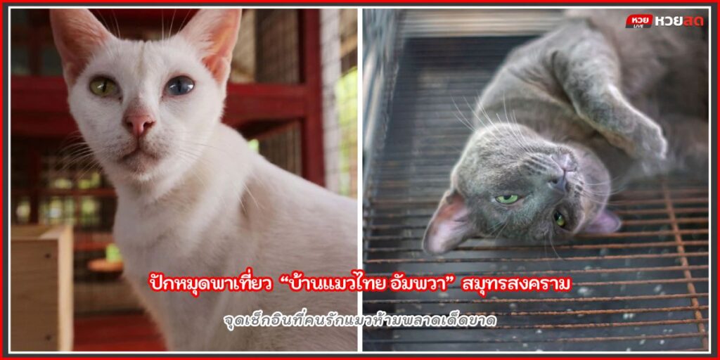 บ้านแมวไทย อัมพวา
