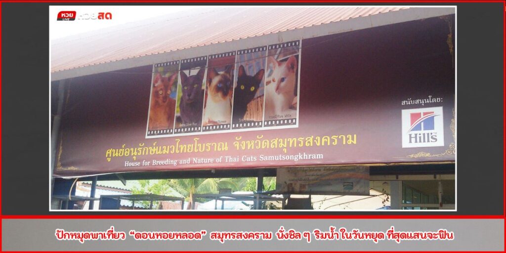 บ้านแมวไทย อัมพวา