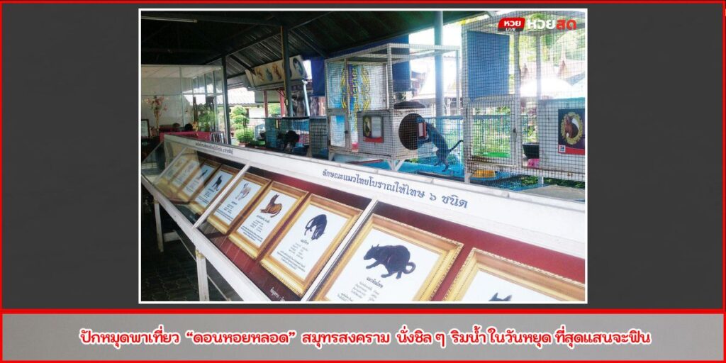 บ้านแมวไทย อัมพวา
