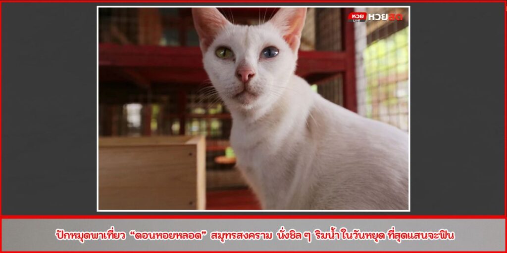 บ้านแมวไทย อัมพวา