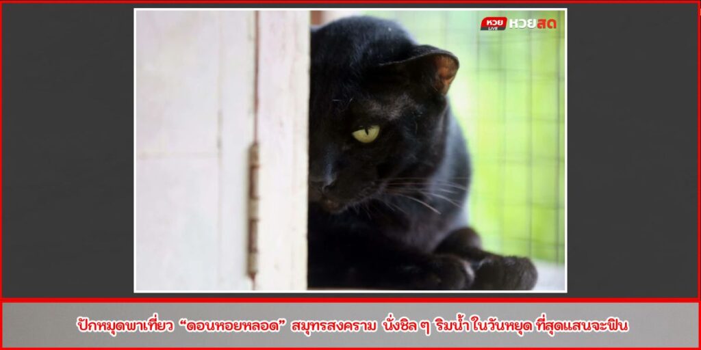 บ้านแมวไทย อัมพวา