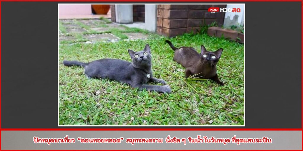 บ้านแมวไทย อัมพวา