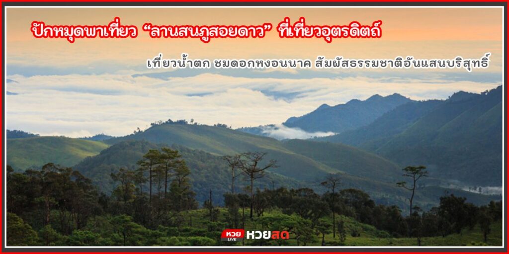 ลานสนภูสอยดาว