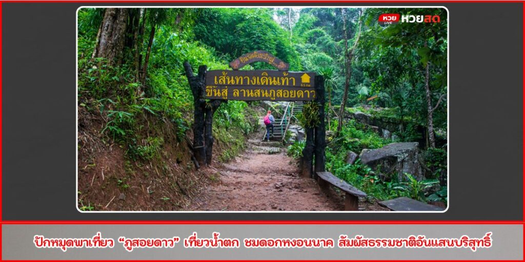 ลานสนภูสอยดาว