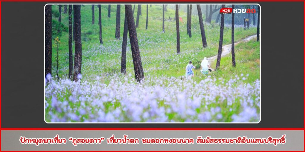ลานสนภูสอยดาว