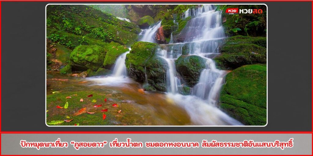 ลานสนภูสอยดาว