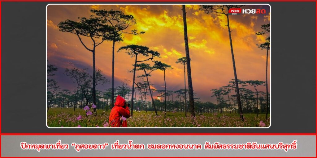 ลานสนภูสอยดาว