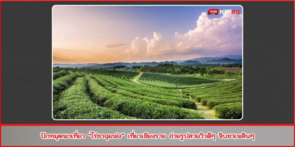 ไร่ชาฉุยฟง