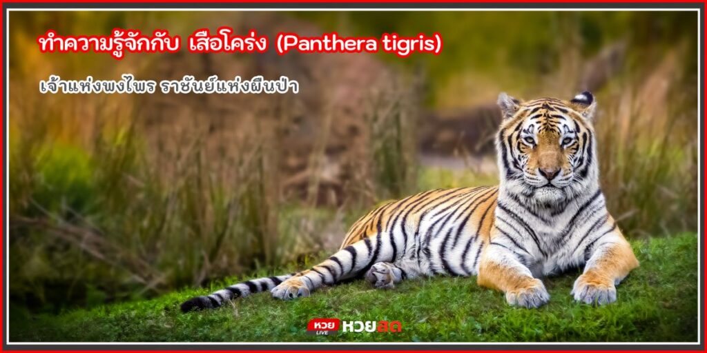 เสือโคร่ง