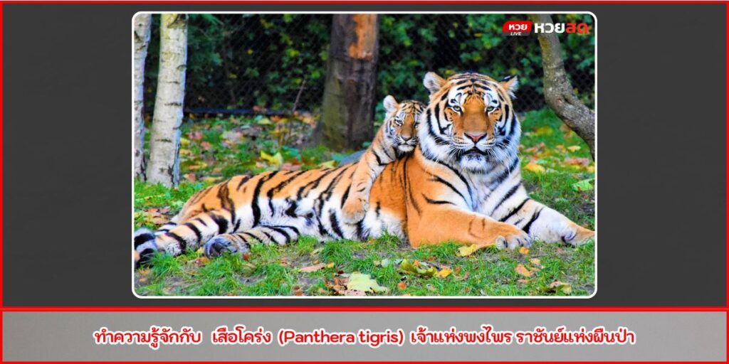 เสือโคร่ง