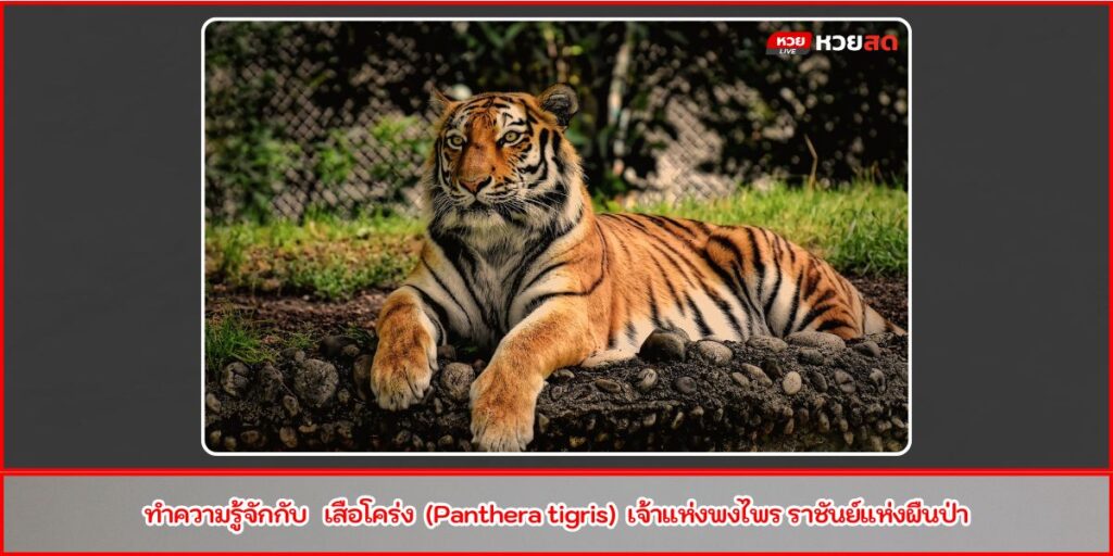 เสือโคร่ง