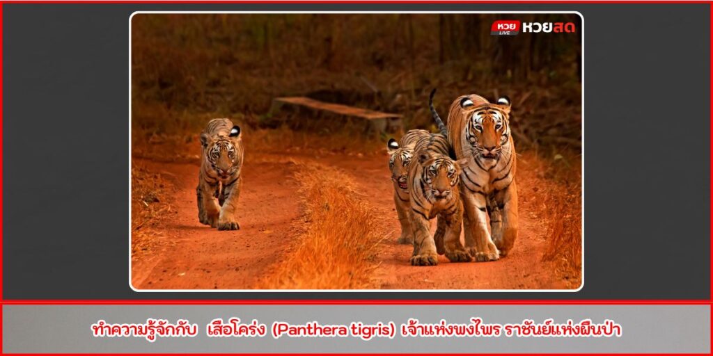 เสือโคร่ง